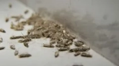 Popočur mol in kako se znebiti